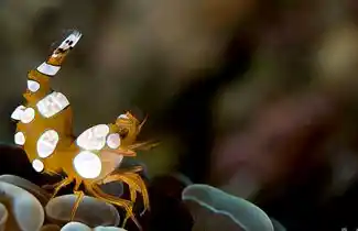 驼背虾