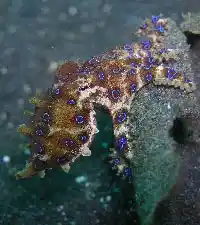 蓝环章鱼