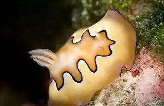 裸鳃亚目