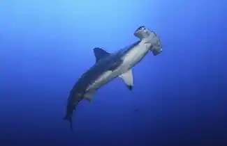 髻鲨