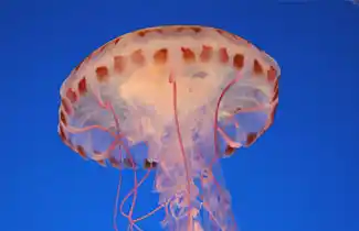 海蜇