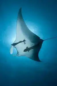 巨型蝠鲼