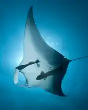 蝠鲼