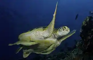 海龟